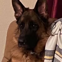 Deanne Holmes Barker's profile image