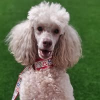 Caroline King's profile image