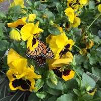 Carol Mlak's profile image