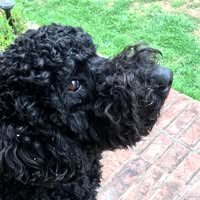 Brenda Kay Mercer's profile image