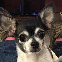 Deanna Tolliver's profile image