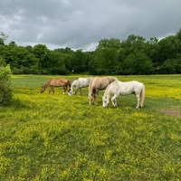 Susan Rhoads Bailey's profile image