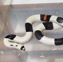 Shores Enuff Snakes's profile image