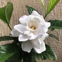Alya Sami's profile image