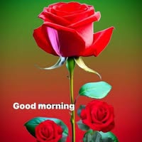 Aliya Quddusi's profile image