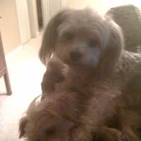 Joanne Constantinides's profile image
