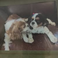 Alice Pollock's profile image