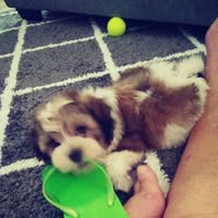 Corrina Williamson's profile image