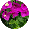 jenny st john's Profile Image
