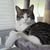 Darlene Rosenberg's profile image