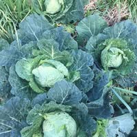Anthea Le Cornu's profile image