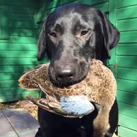 Huckle Berry's profile image