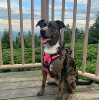 Lori Welshans Schuller's profile image