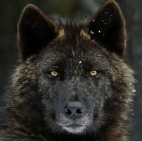 Cesar Lucio's profile image