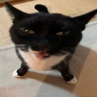 Frank Rosales's profile image