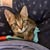 Tracy Stevens's profile image