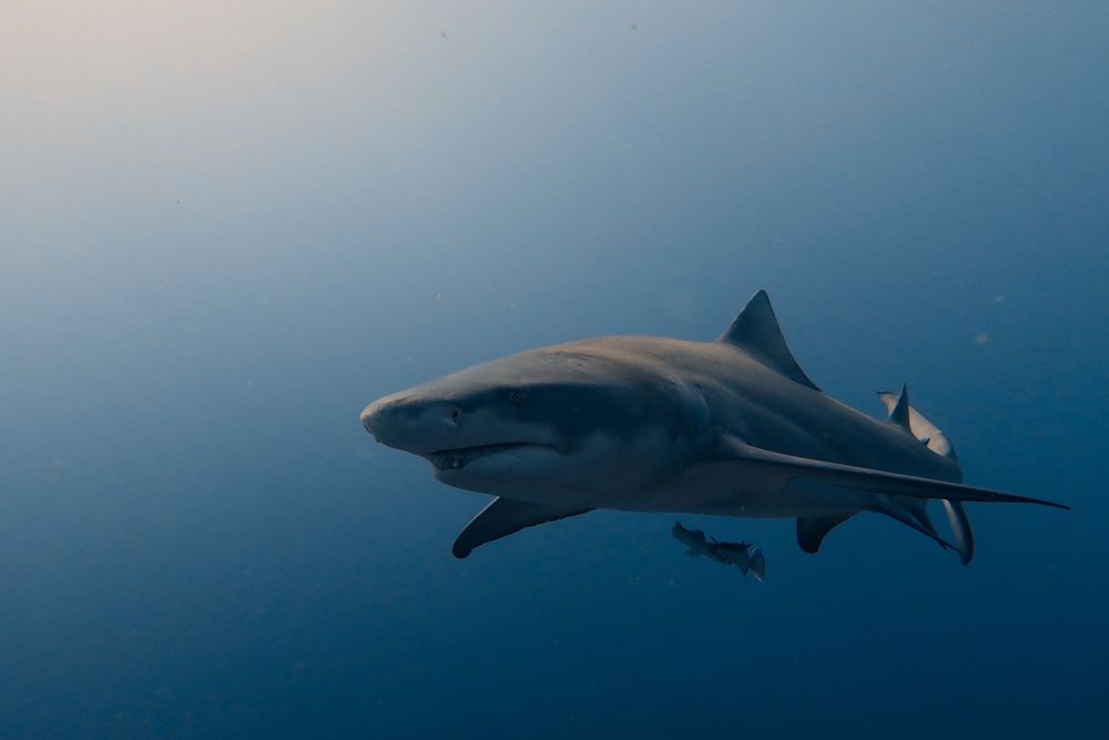 Daniel R.'s profile image