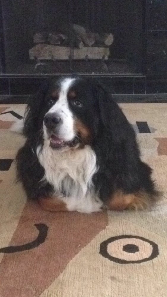 Chip S.'s profile image