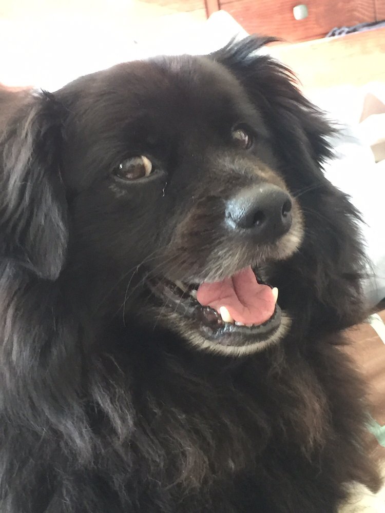 Yappy D.'s profile image