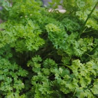 Marisa Bonassi Wilkinson's profile image