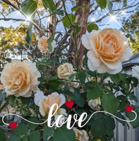 Glenna Finnie's profile image