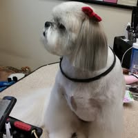 Diane Stracener Mathews's profile image