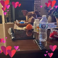 Renee Odom's profile image
