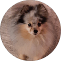 Trish and dogs's profile image