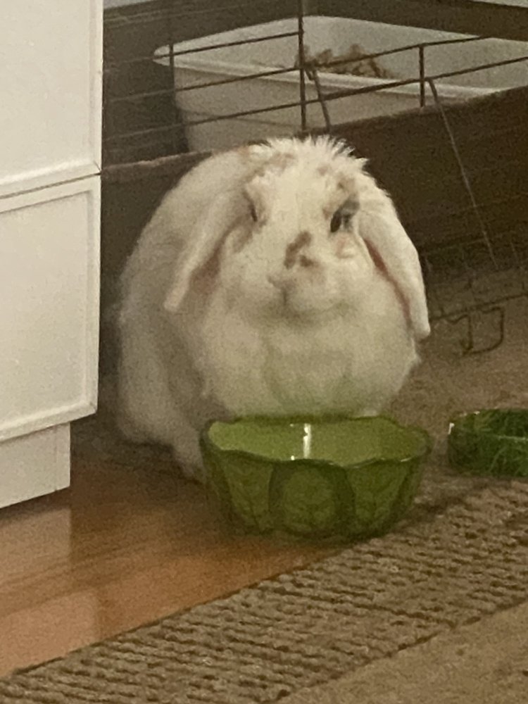 Rabbittea A.'s profile image