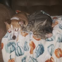 Glynis Stafford Staggs's profile image