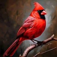 Marcey Lawson's profile image