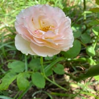 Melanie McCann's profile image