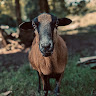 Celia's profile image