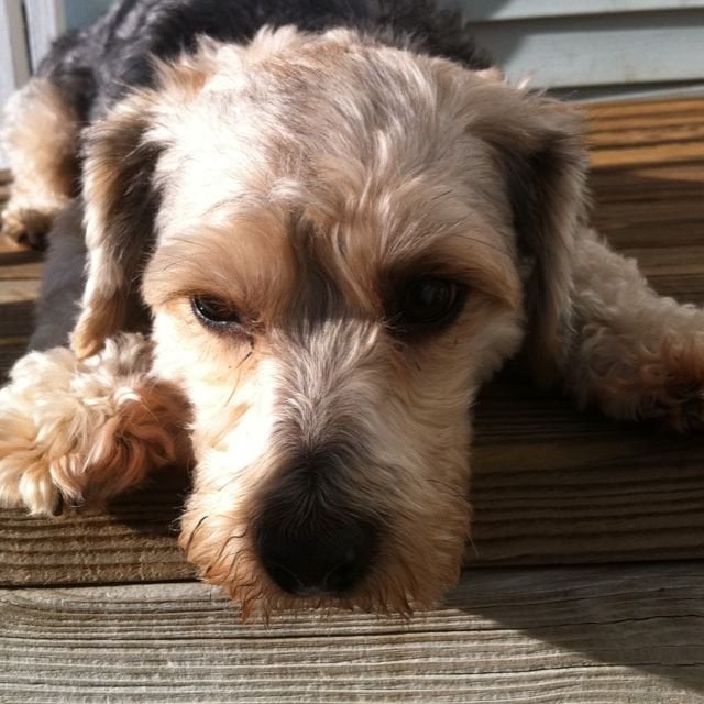 Ivy C.'s profile image