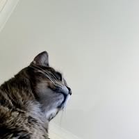 Ty Tricky Rickman's profile image