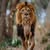 Simo Wahid's profile image