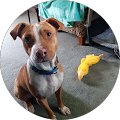 Julia Dvorak's Profile Image