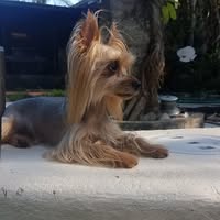 Tracy Schoneck's profile image