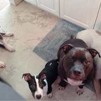 Cynthia Ann Haggerty's profile image