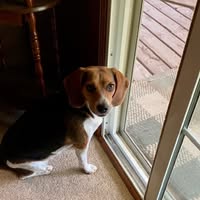 Shilo Barnes's profile image