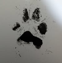 Tracy Johnson's profile image