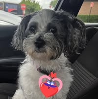 Sonya Renee's profile image