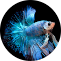 daniel flores's Profile Image