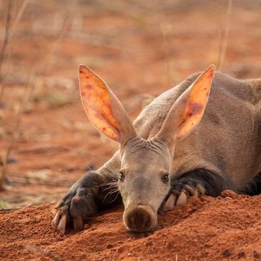 Aardvarks Are Funny's profile image