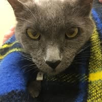 Deb Glazebrook's profile image