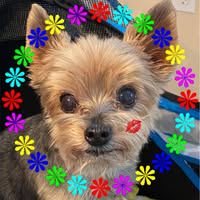 Shellie Kronstadt's profile image