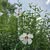 Betsy Livingston Wilson's profile image
