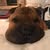 Terry Dimas Lopes's profile image