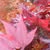Trudie Lane's profile image