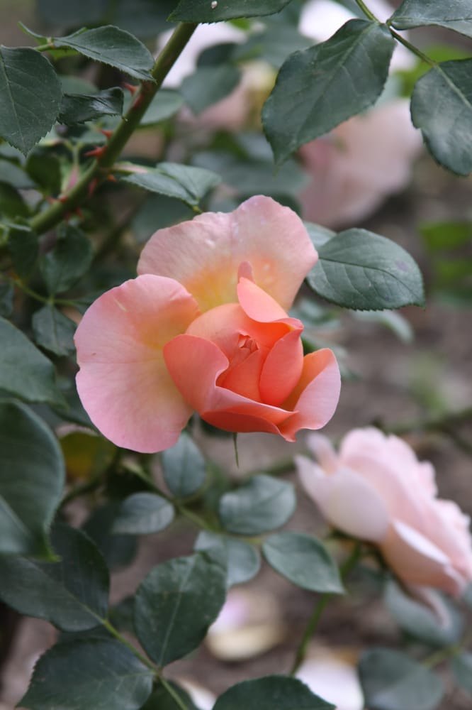 Rose L.'s profile image